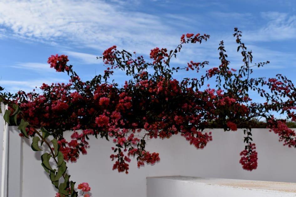 Villa Sur Le Golf De Mogador Cactus Bleu *